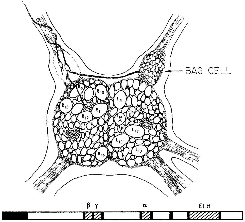 Bag-Cells