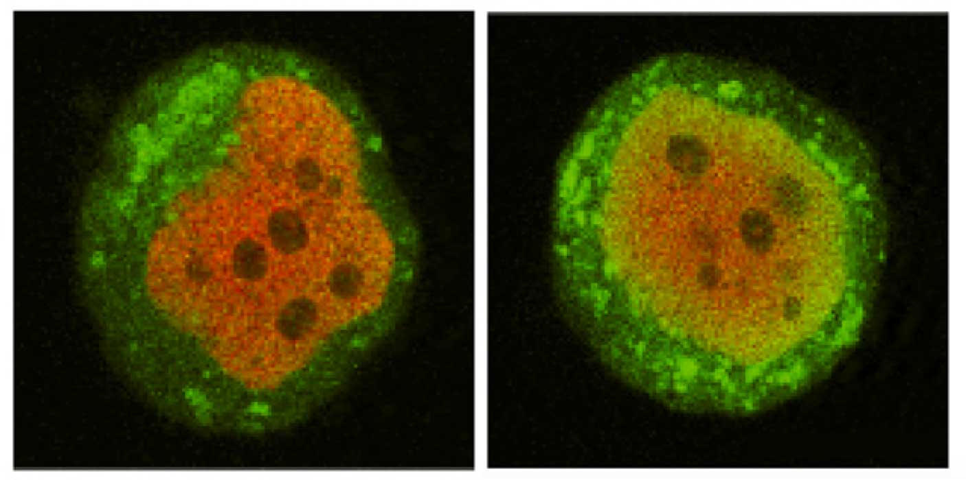 Hart-Byrne-synapsin-promoter